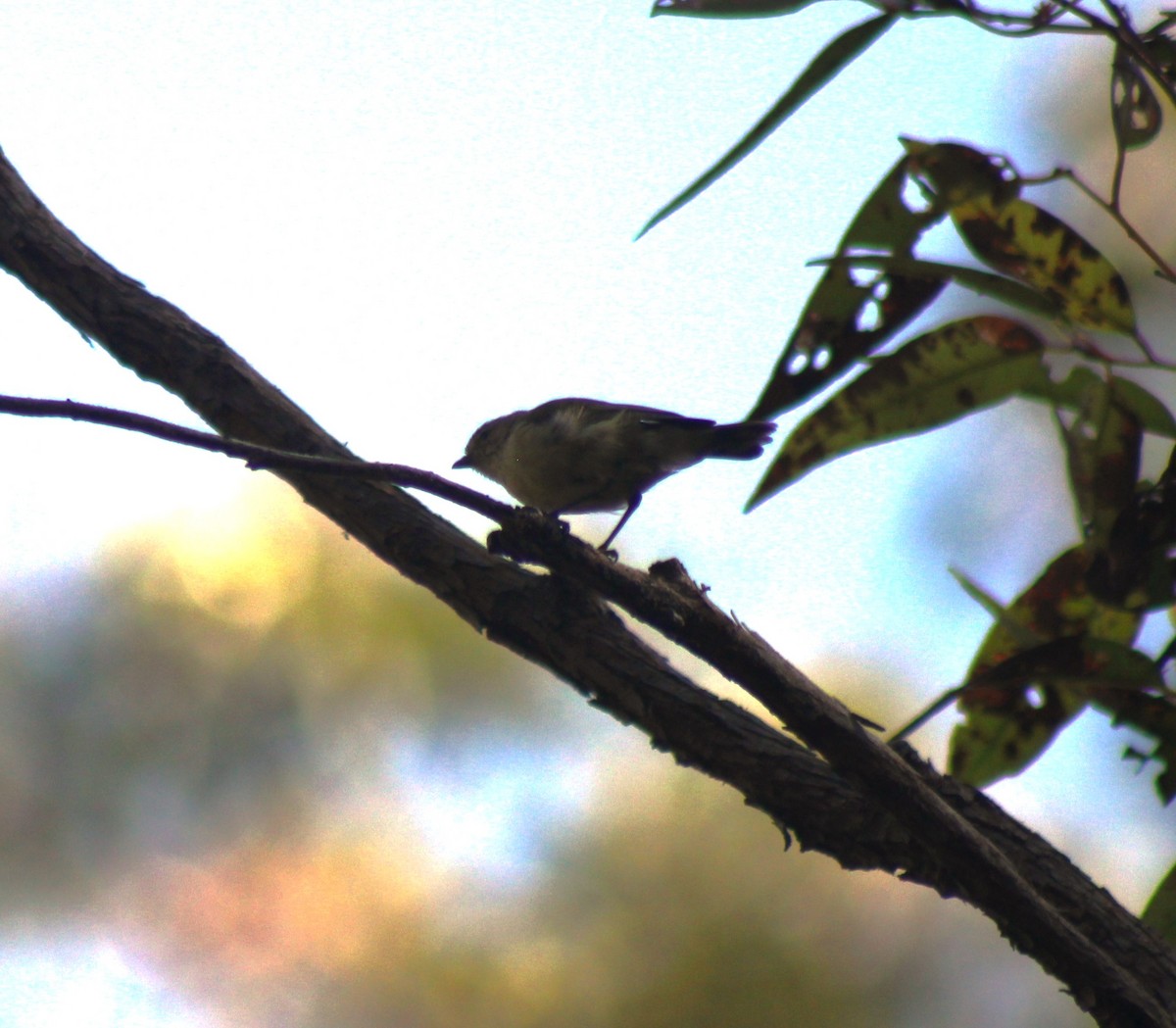 コバシムシクイ - ML612662986