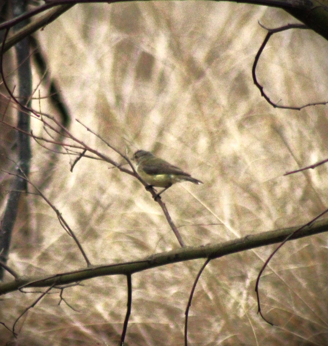 コバシムシクイ - ML612662998