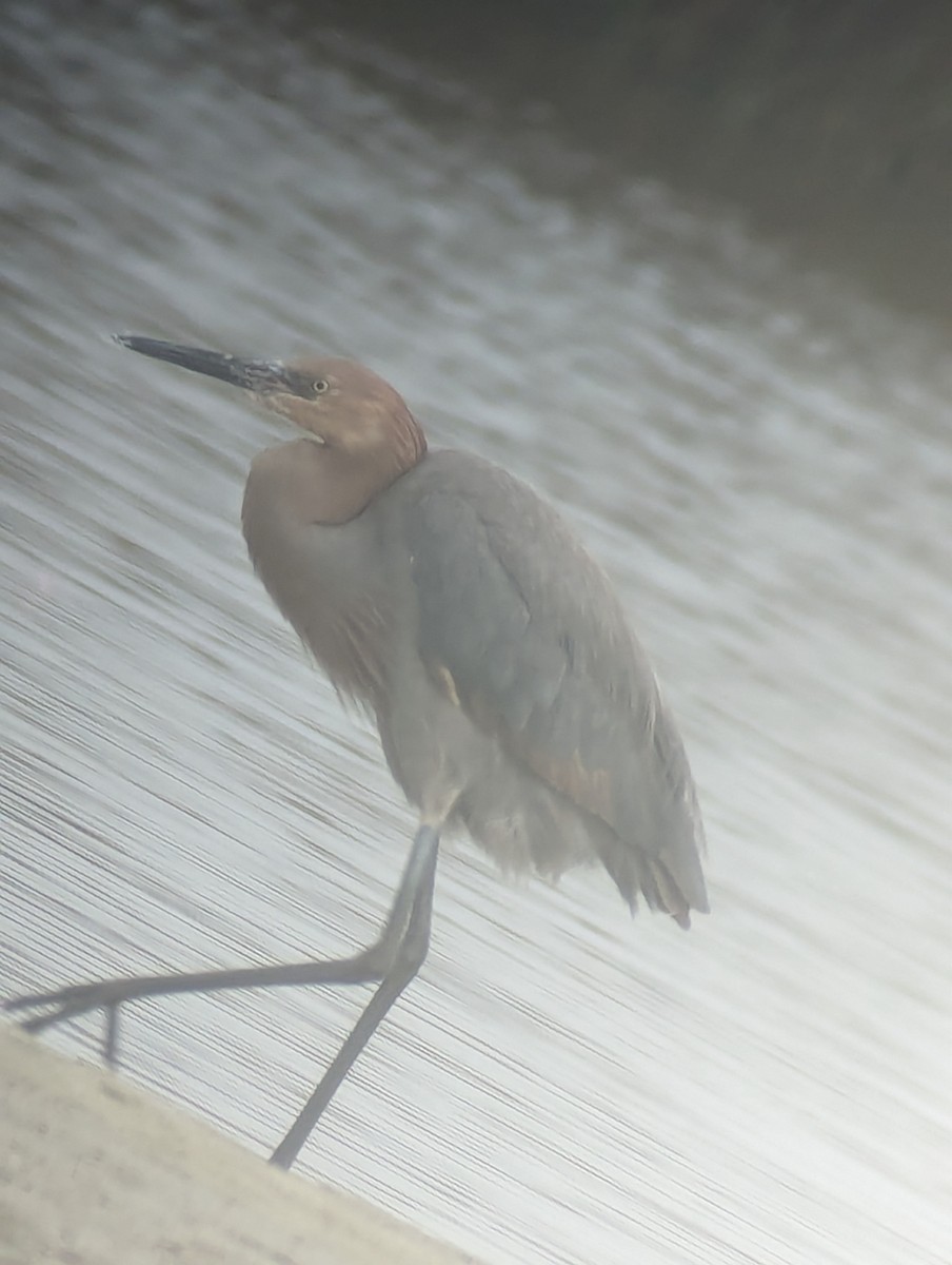 Reddish Egret - ML612663011