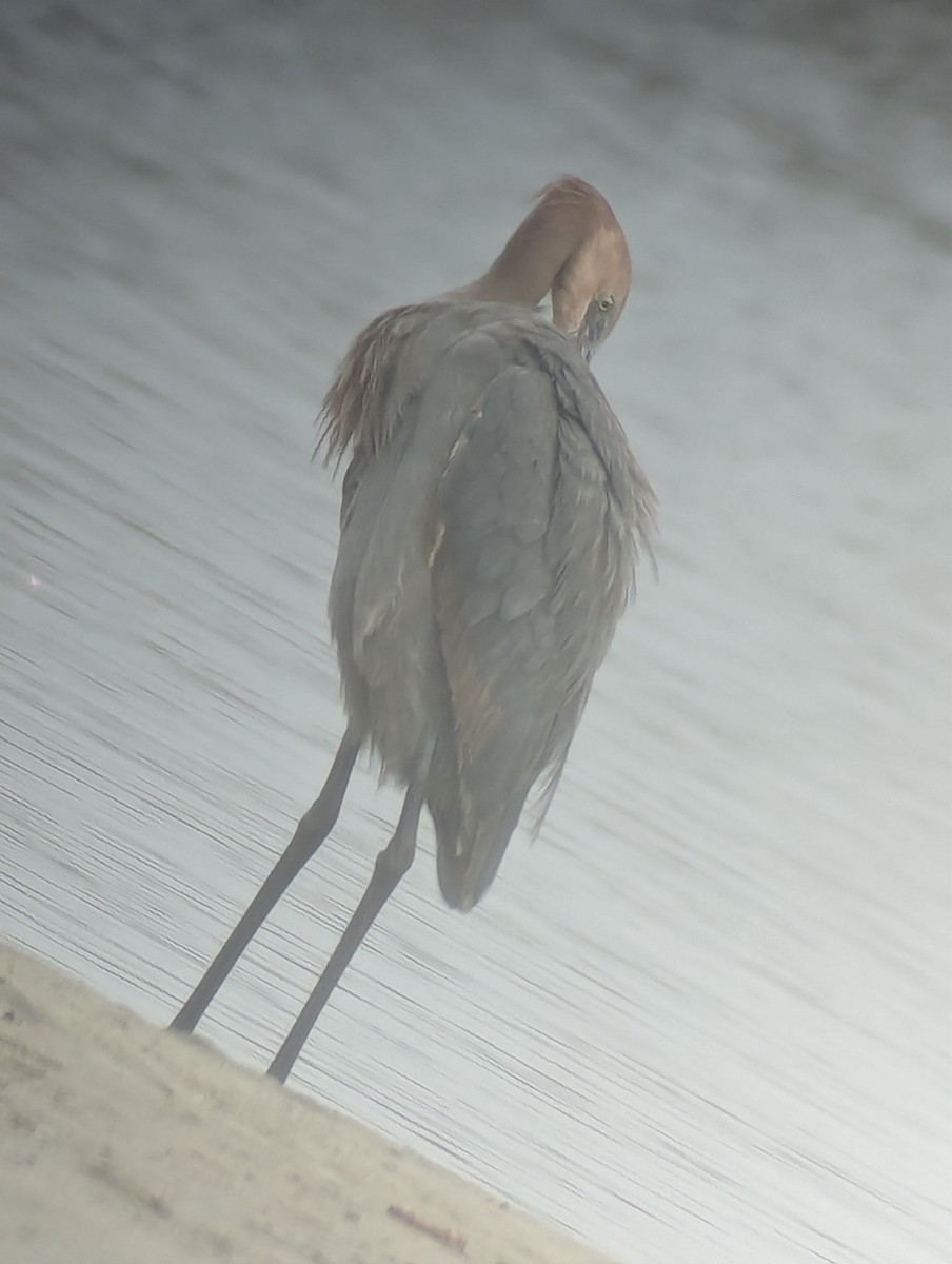 Reddish Egret - ML612663020