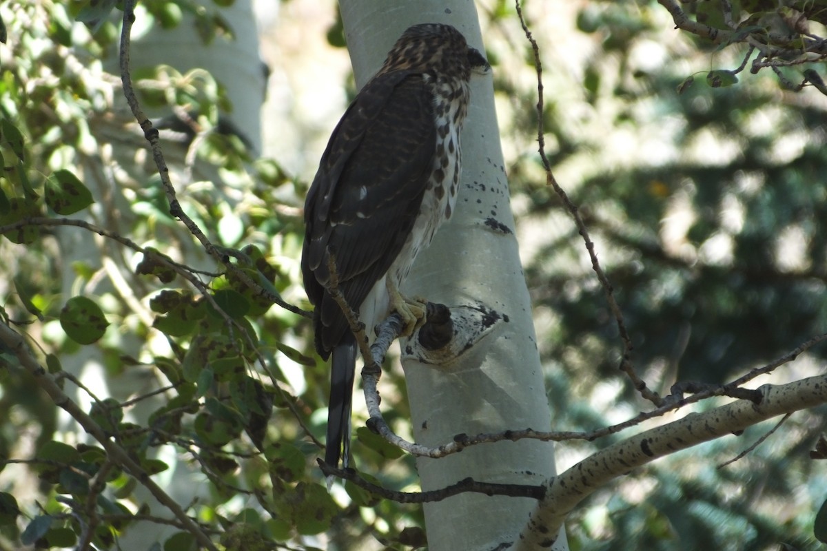 Cooper's Hawk - ML612663021