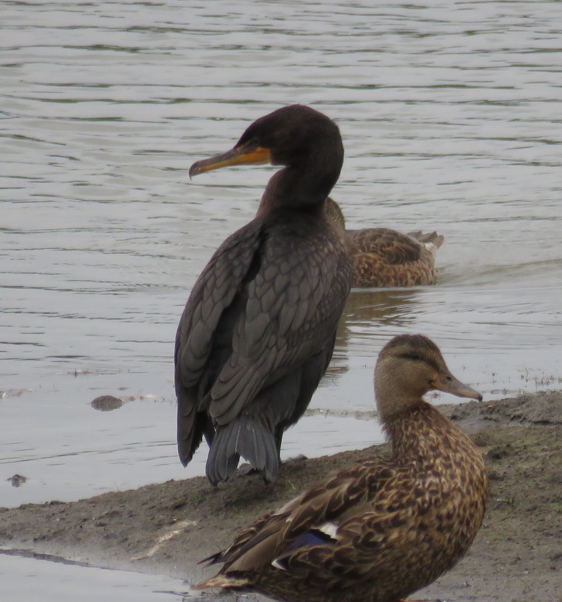 Double-crested Cormorant - ML612663025