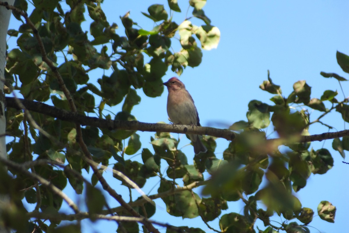 Cassin's Finch - ML612663040