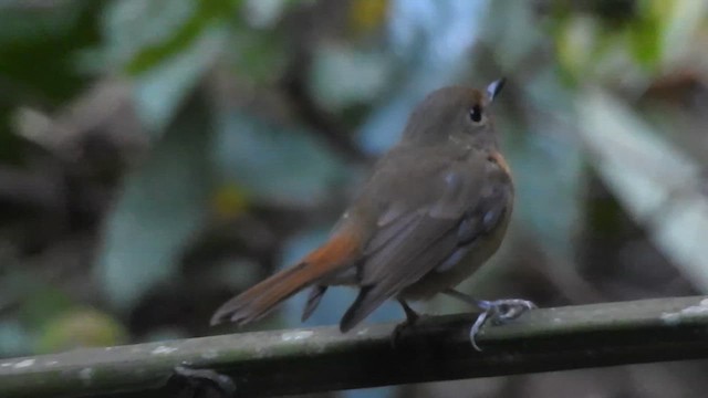 Hill Blue Flycatcher - ML612663048