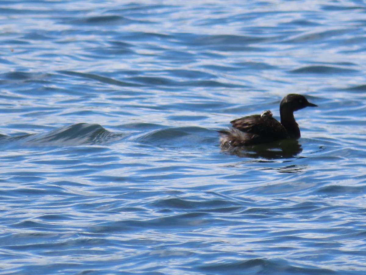 New Zealand Grebe - ML612663051