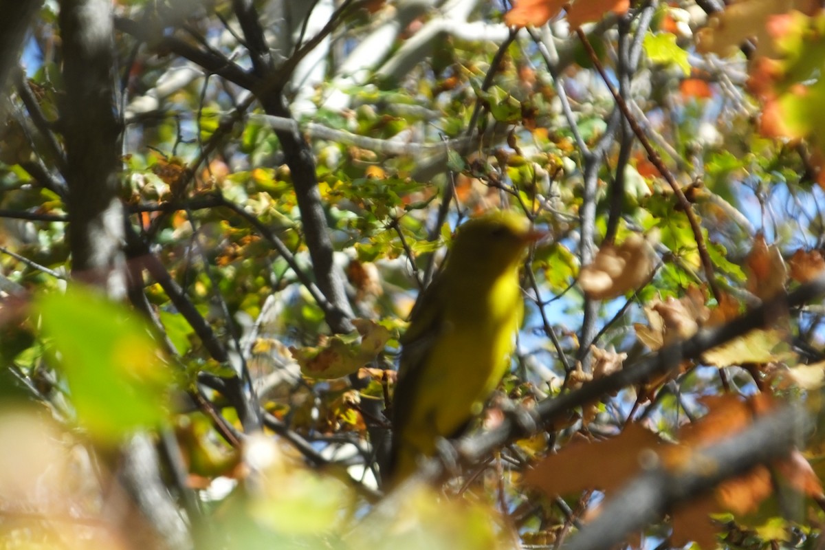 Western Tanager - ML612663074