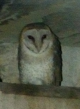 Barn Owl - Lor. Jerun Kid
