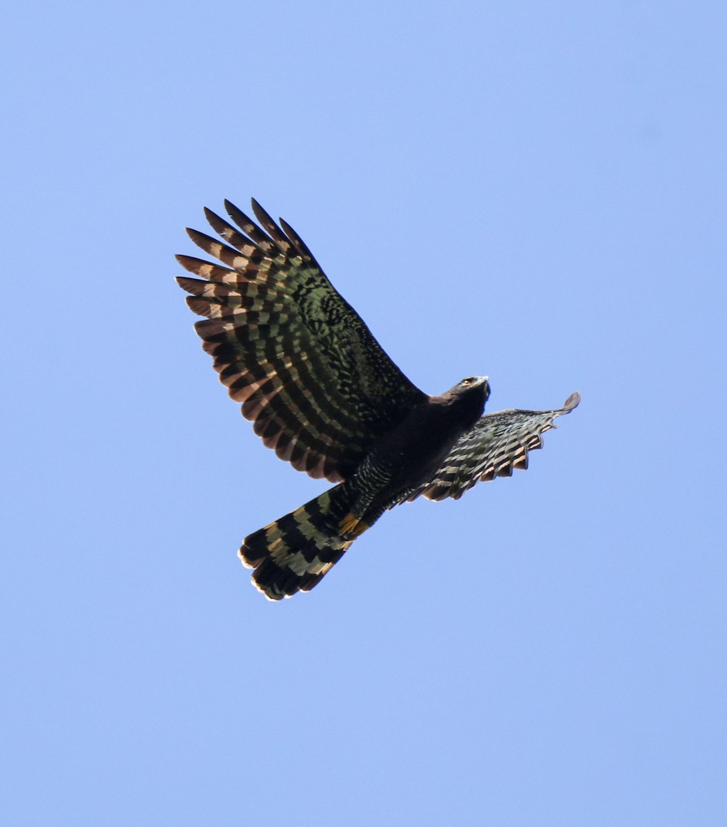 Águila Negra - ML612663151