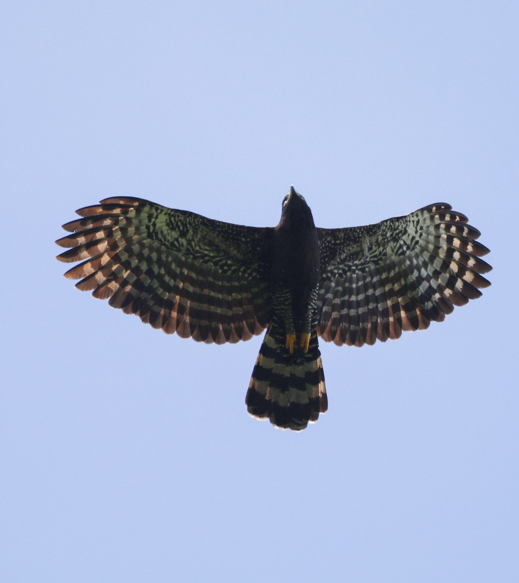 Águila Negra - ML612663152