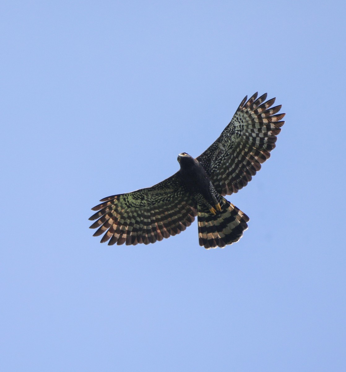 Águila Negra - ML612663155