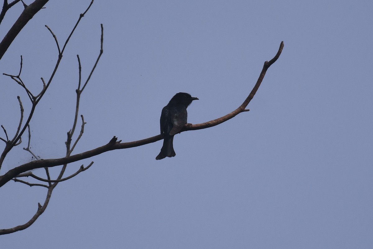 Square-tailed Drongo-Cuckoo - ML612663170