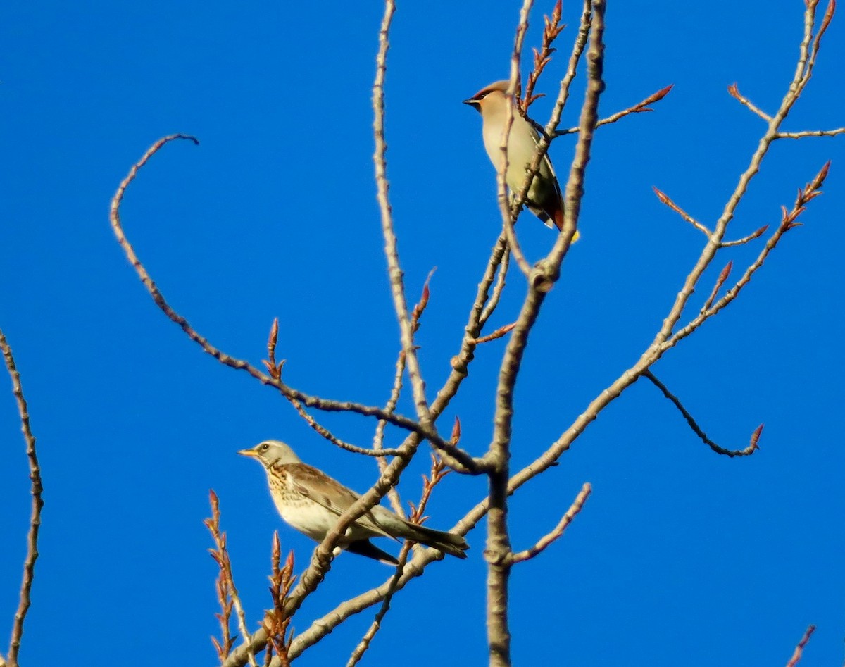 Bohemian Waxwing - ML612663206