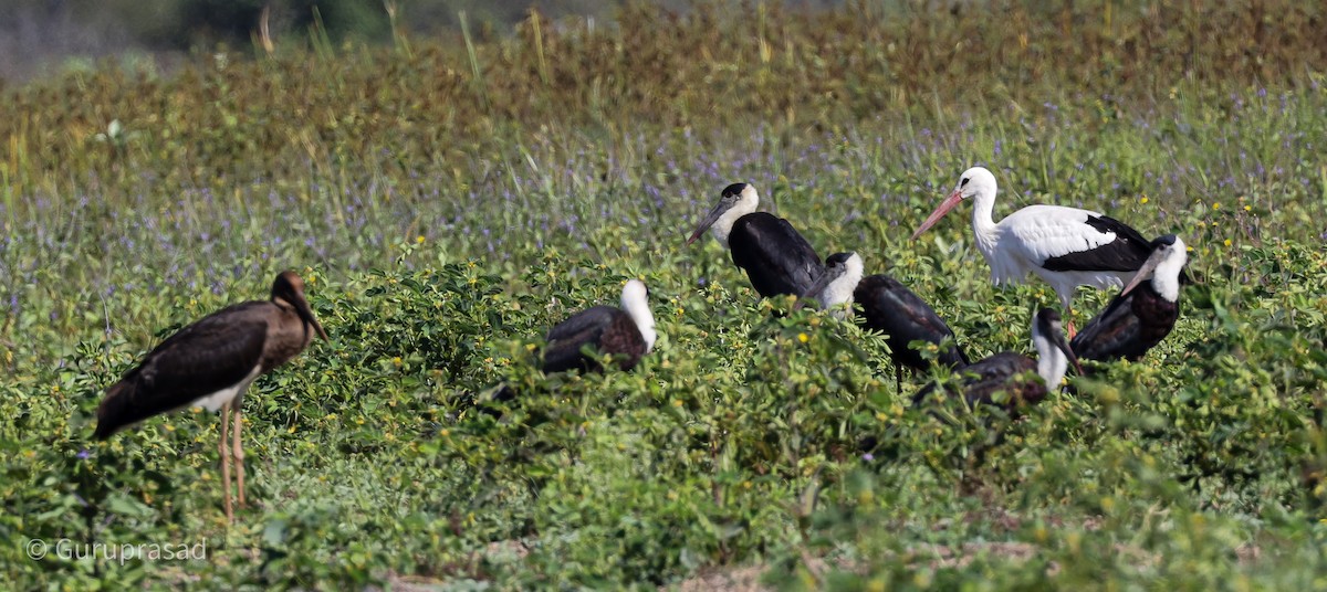 Storch, unbestimmt - ML612663348