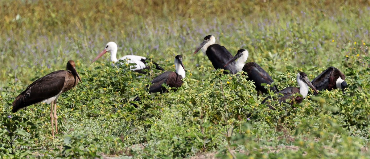 Storch, unbestimmt - ML612663350