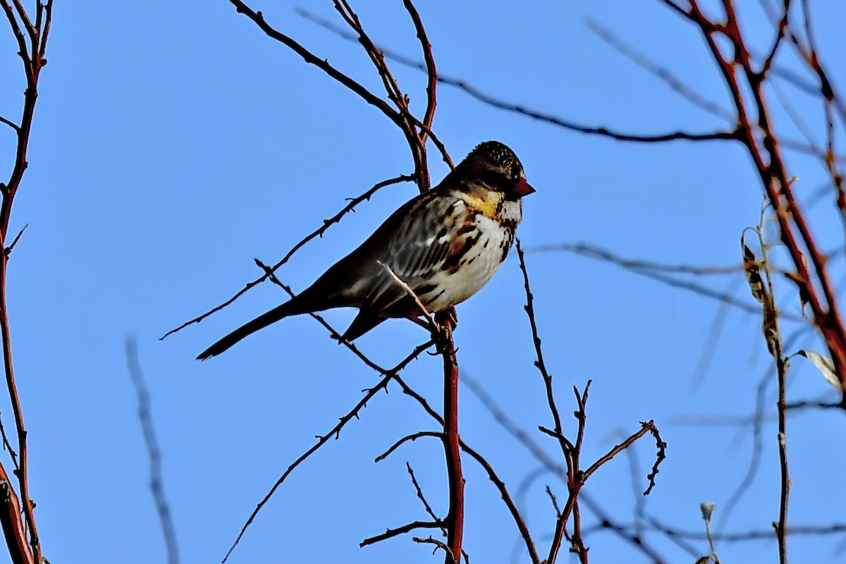 Harris's Sparrow - ML612663393