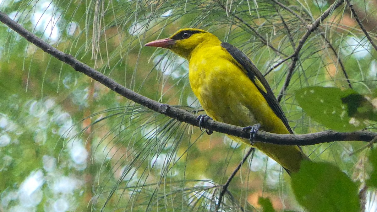Indian Golden Oriole - ML612663431