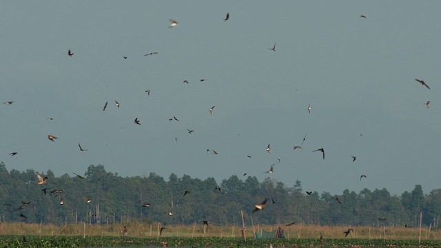 Golondrina/Avión sp. - ML612663444