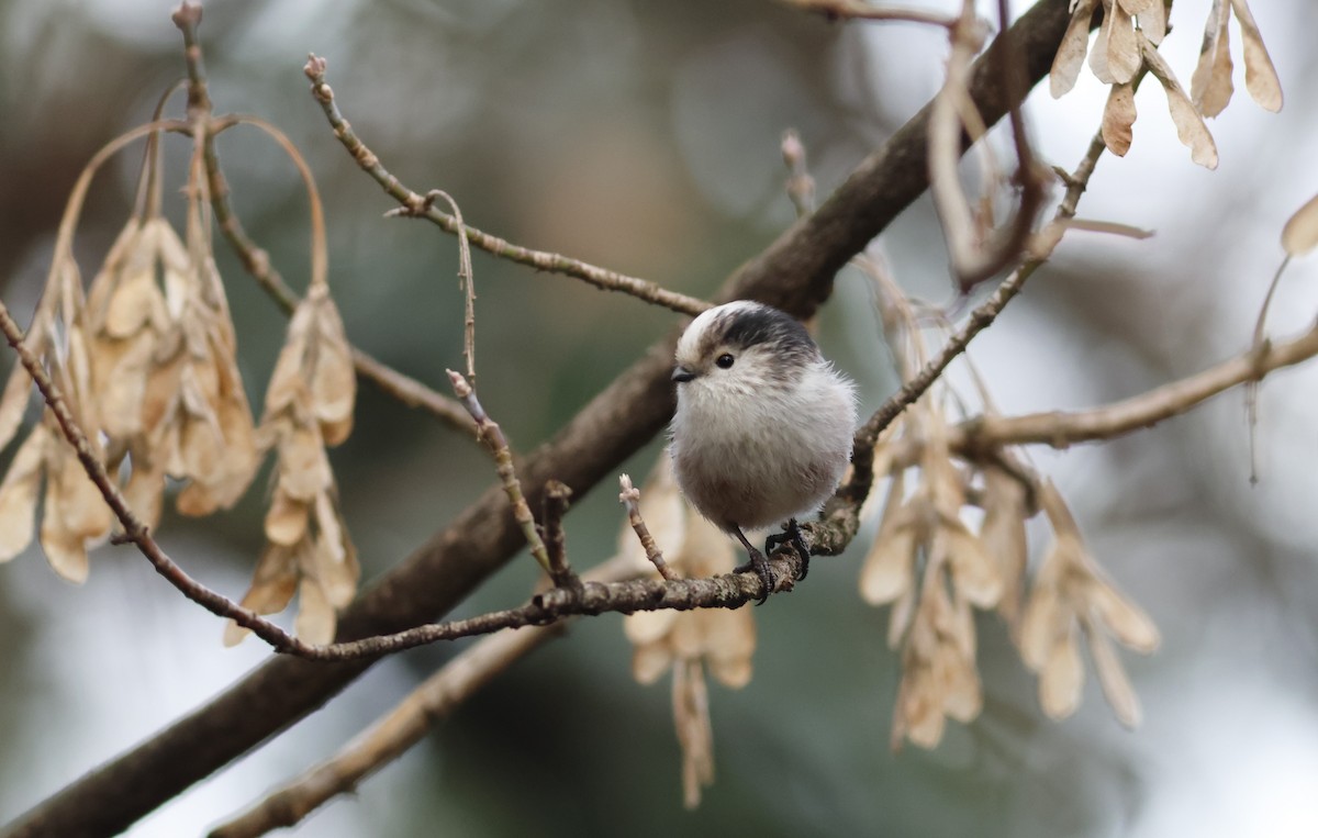 Long-tailed Tit - ML612663464