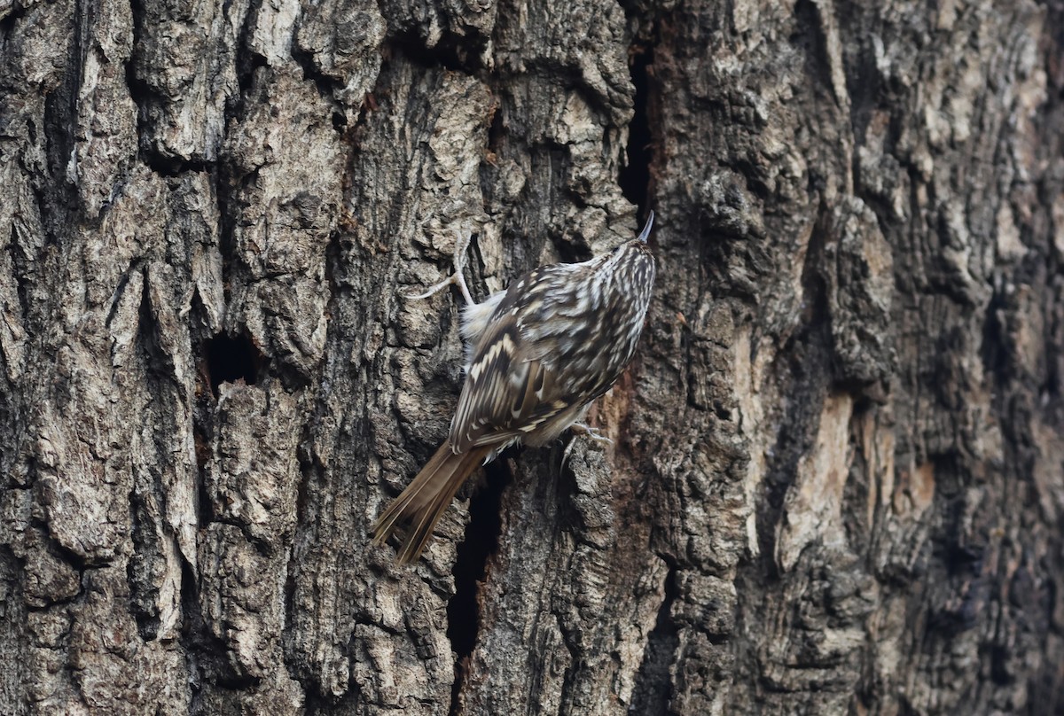 Short-toed Treecreeper - ML612663467