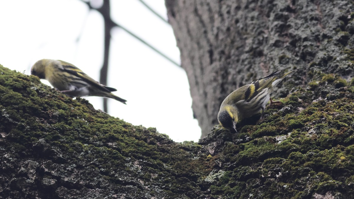 Eurasian Siskin - ML612663493