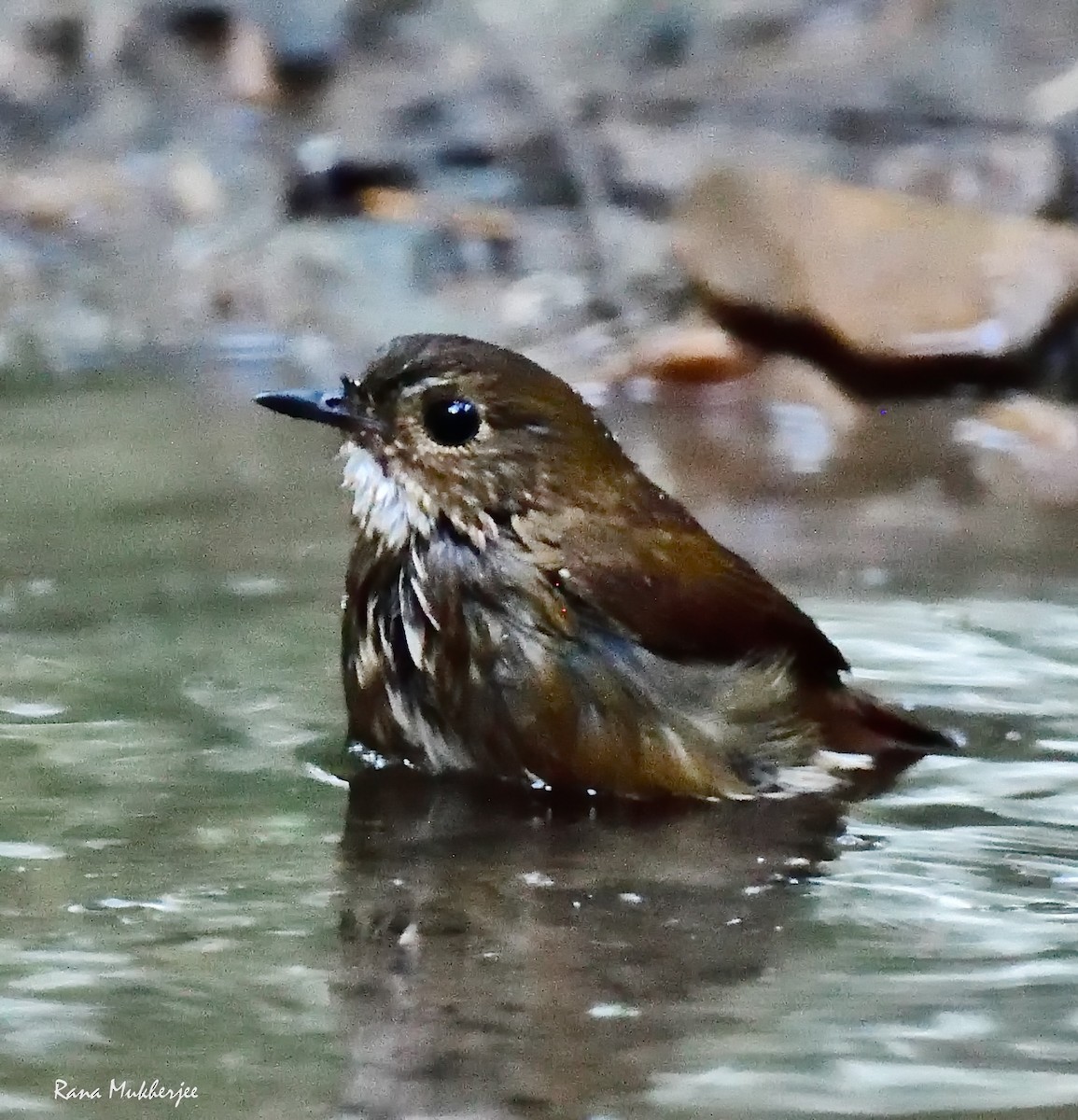 Lesser Shortwing - Rana Mukherjee