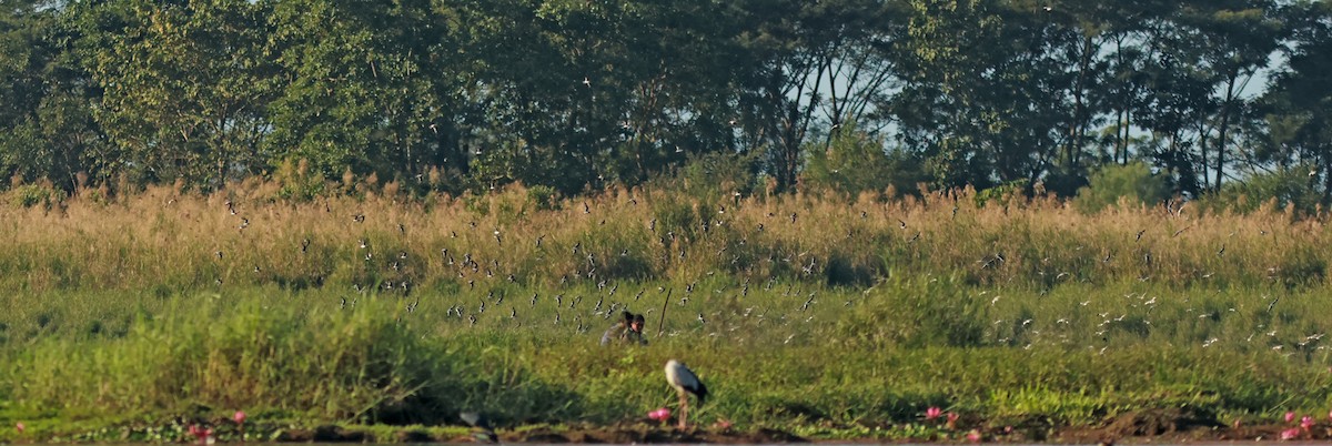 Small Pratincole - ML612663507