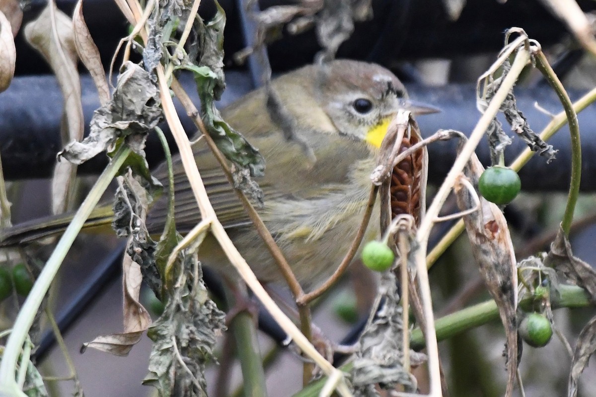 Common Yellowthroat - Al Duvall