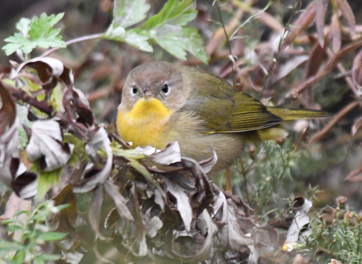 Common Yellowthroat - ML612663529