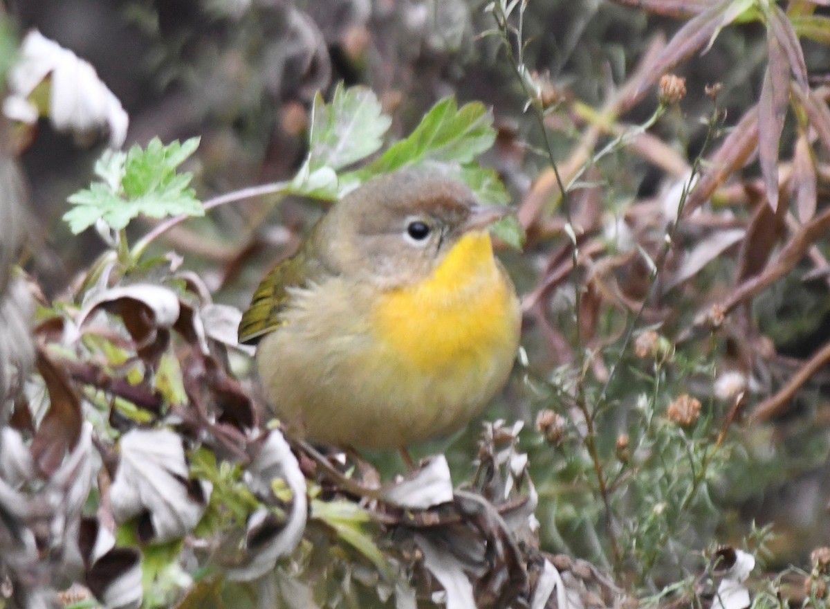 Common Yellowthroat - ML612663530