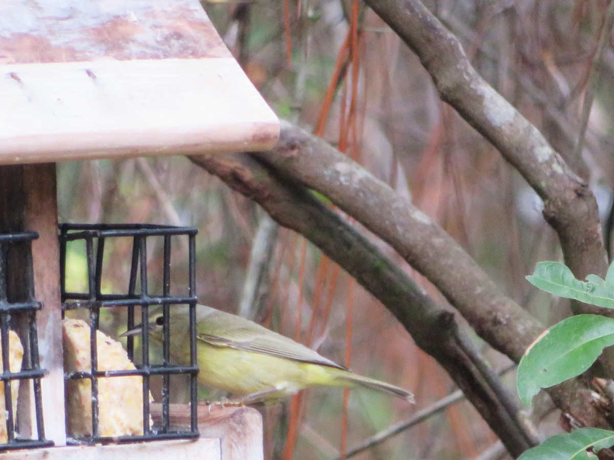 Orange-crowned Warbler - Claudia Amsler