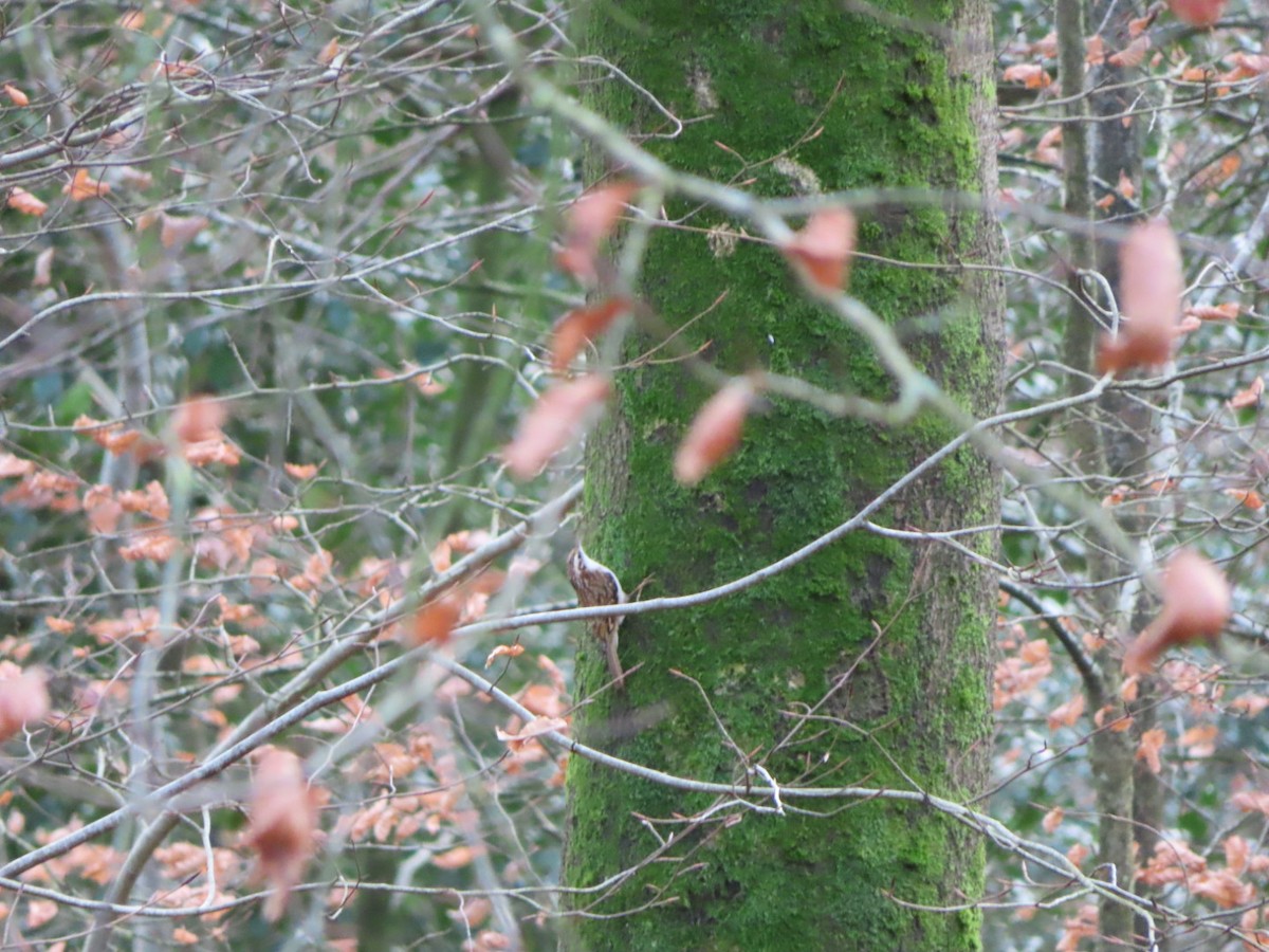 Eurasian Treecreeper - ML612663562