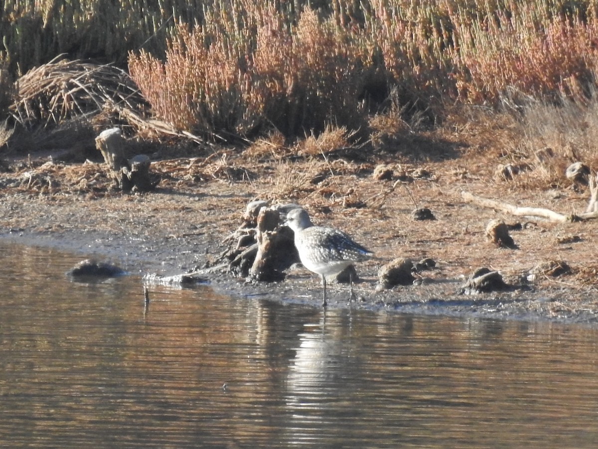 Black-bellied Plover - ML612663620