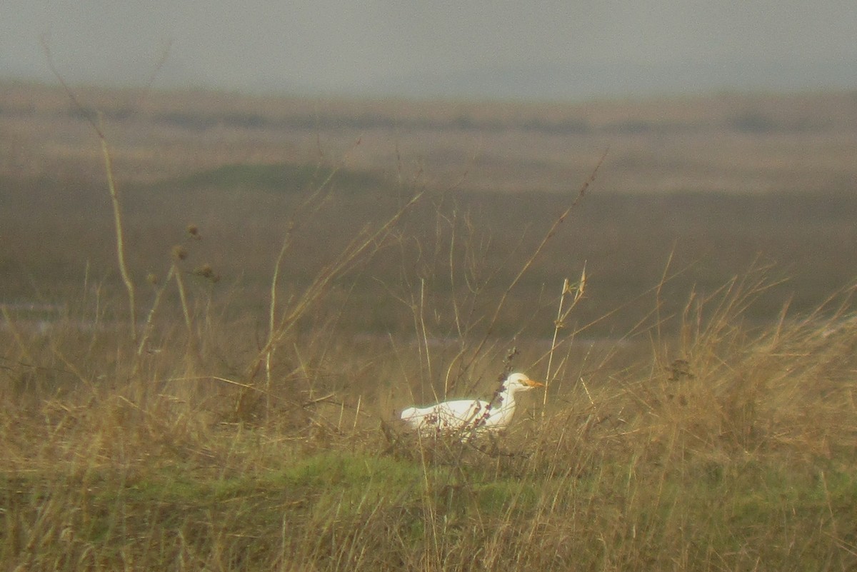 Western Cattle-Egret - ML612663705