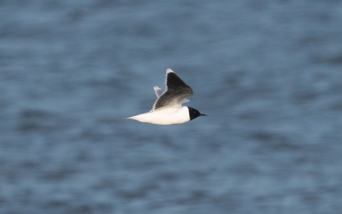 Mouette pygmée - ML612663709