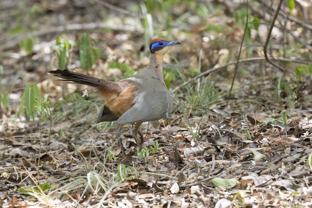 kukalka modrolící (ssp. ruficeps) - ML612663716