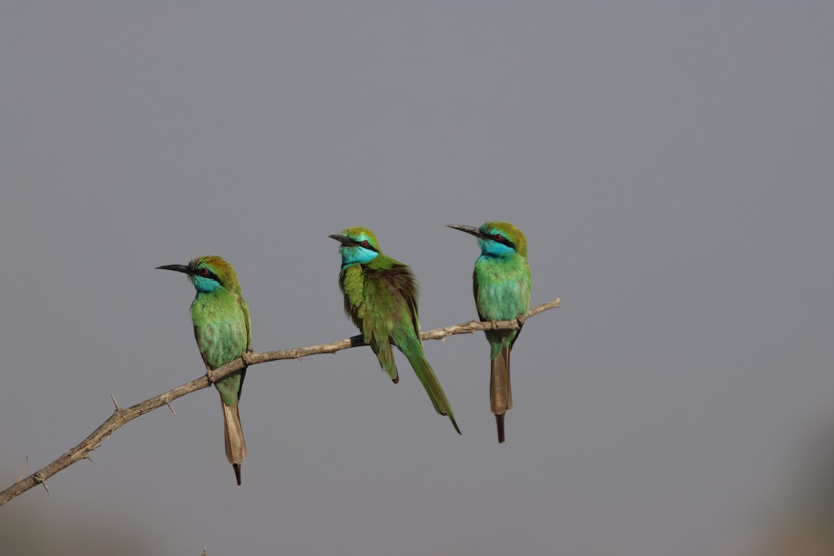 Arabian Green Bee-eater - Akshay Datar