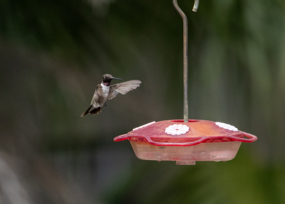 Black-chinned Hummingbird - ML612663809