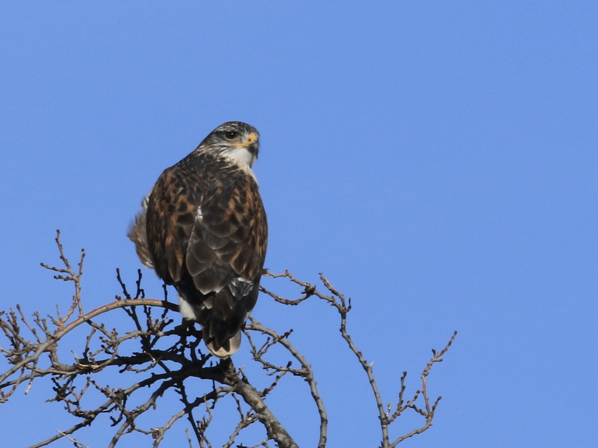 Ferruginous Hawk - ML612663840