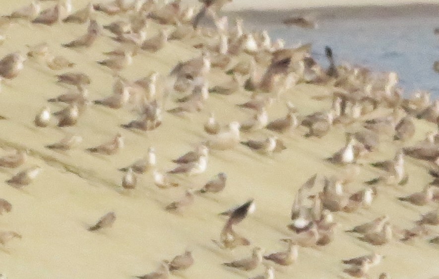 Glaucous-winged Gull - ML612663907