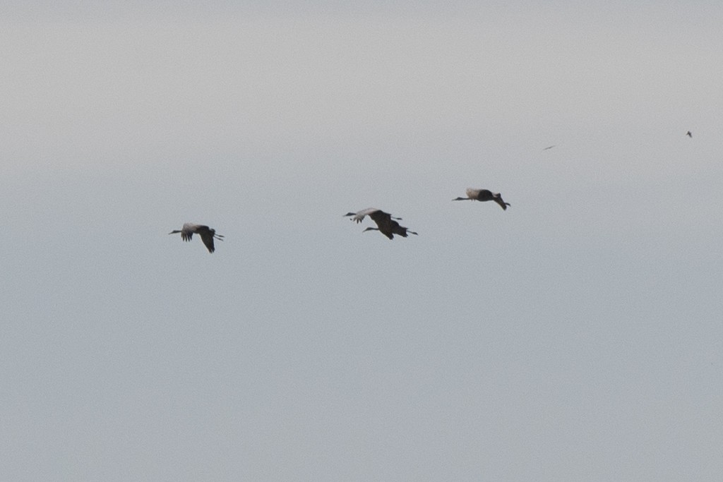 Sandhill Crane - Declan O’Neil