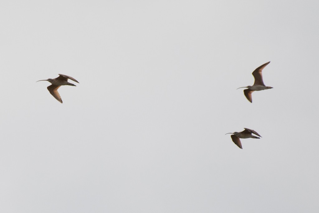 Long-billed Curlew - ML612663976