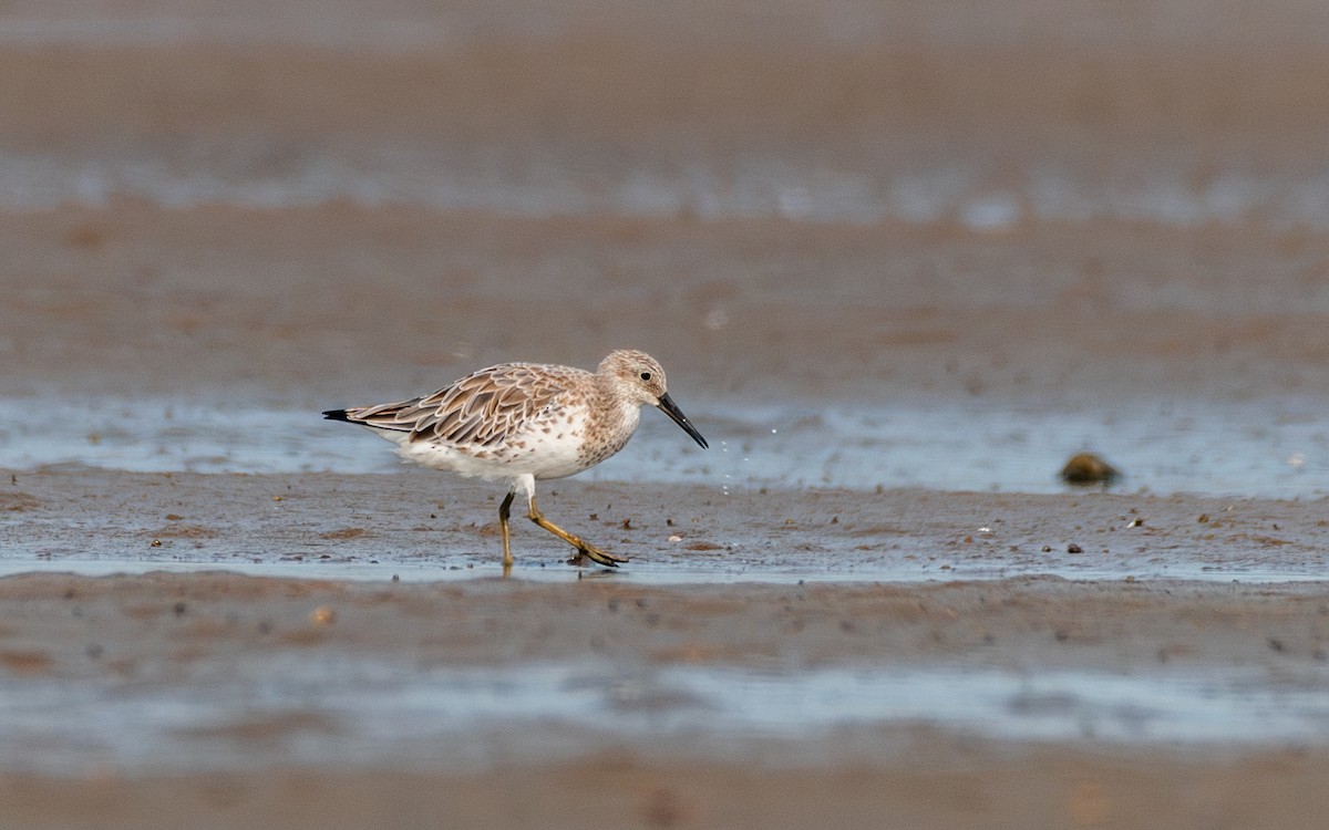Great Knot - ML612663986