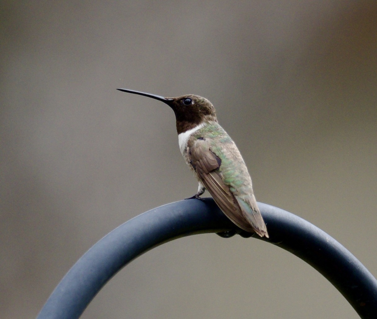 Black-chinned Hummingbird - ML612663991