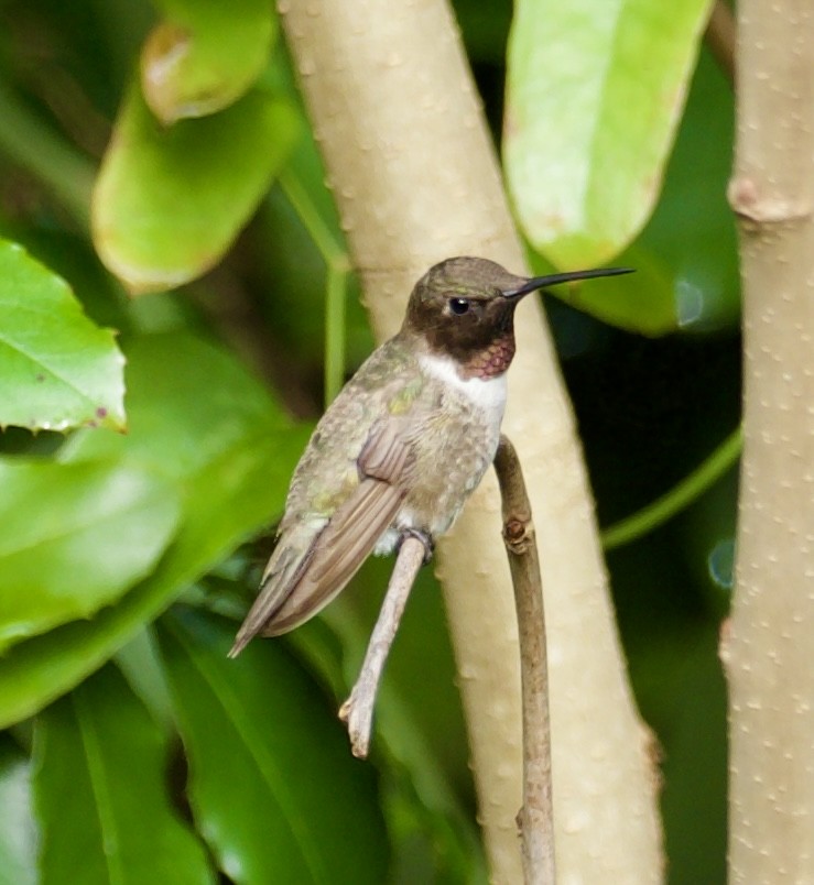 Black-chinned Hummingbird - ML612663992