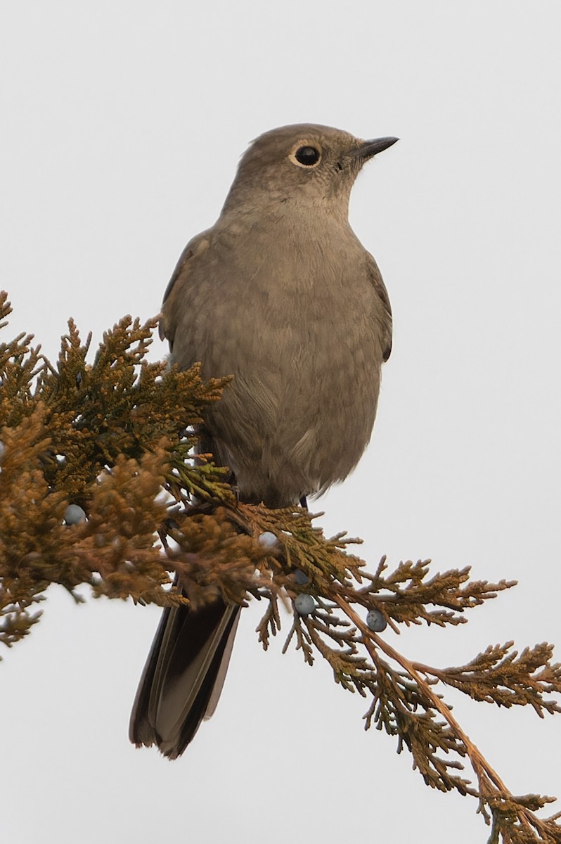 Townsend's Solitaire - ML612664020