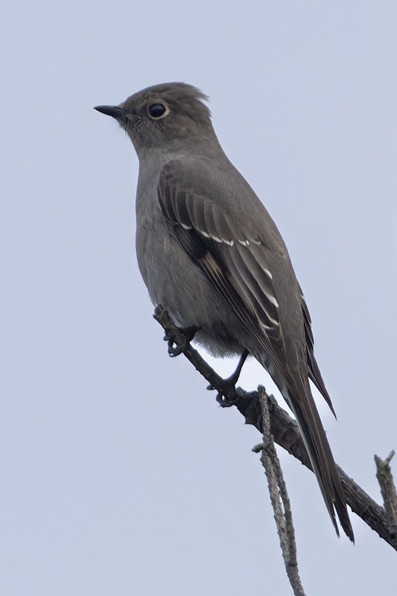 Townsend's Solitaire - ML612664030
