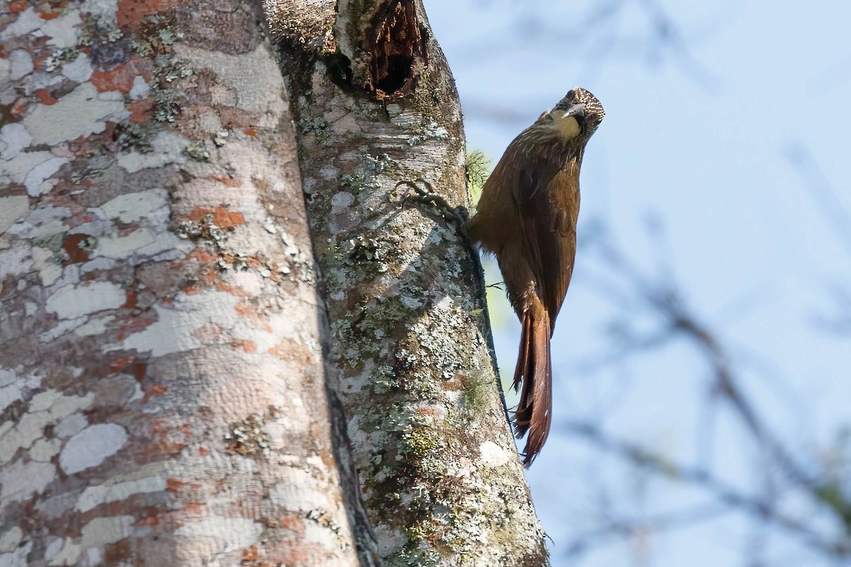 White-throated Woodcreeper - Donald Schneider