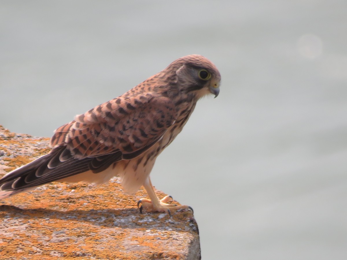 Eurasian Kestrel - Carol-Ann Mayville