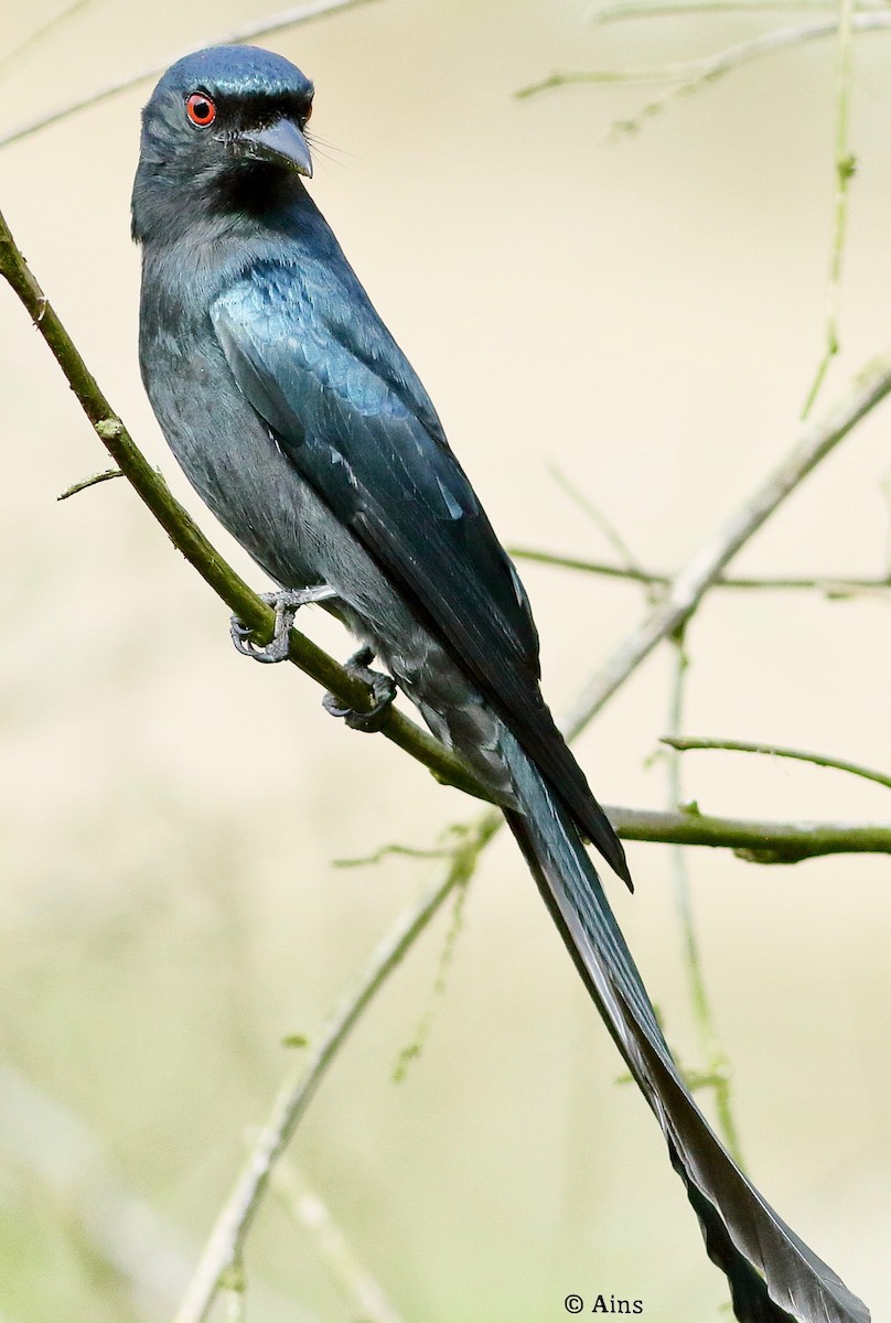 drongo kouřový - ML612664176