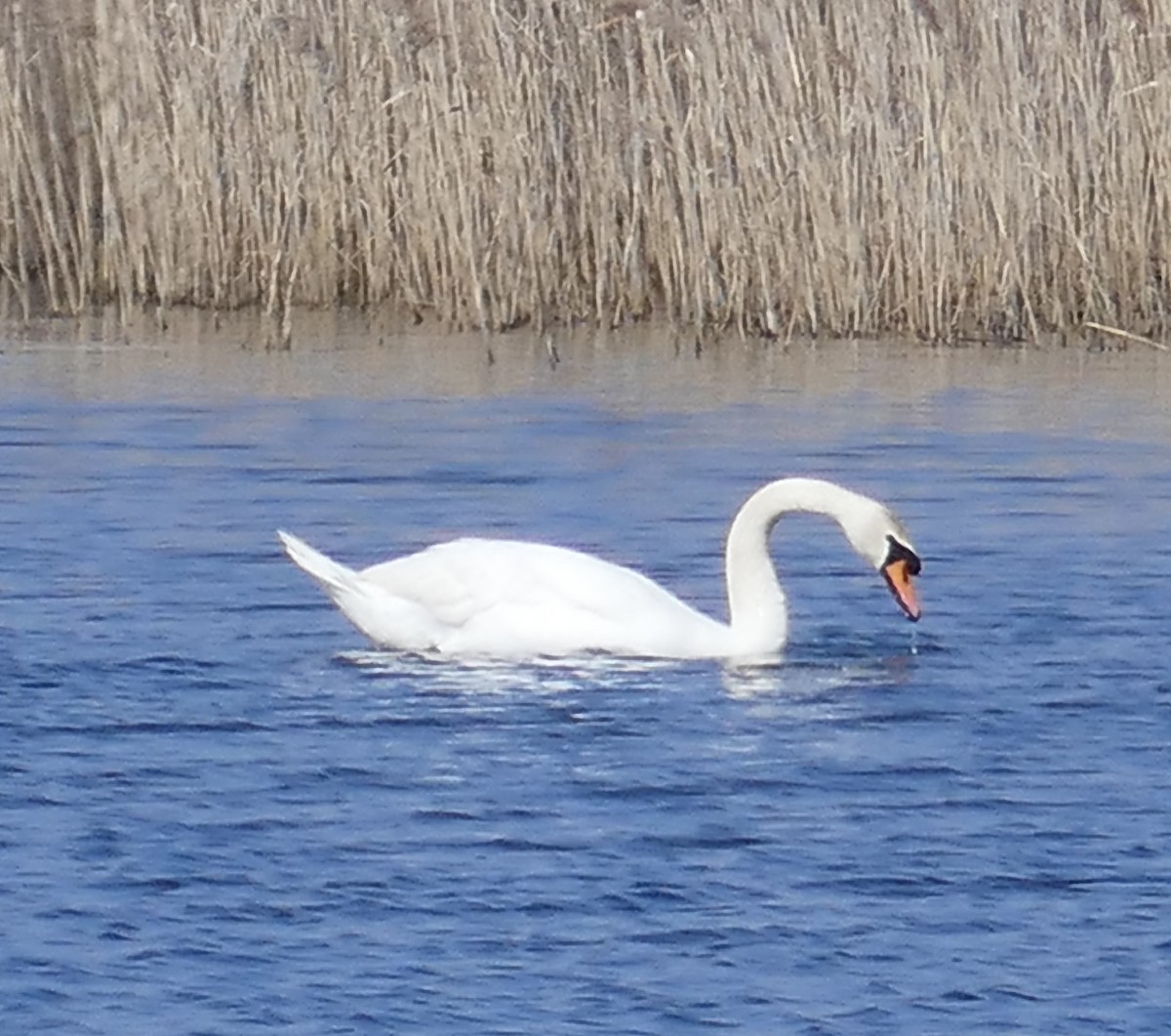 Mute Swan - ML612664264